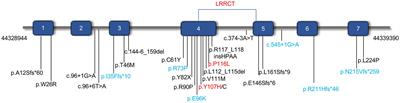 Pathogenicity and functional analysis of CFAP410 mutations causing cone-rod dystrophy with macular staphyloma